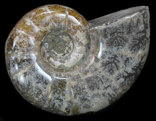 Polished Ammonite (Anapuzosia) - Madagascar #34235